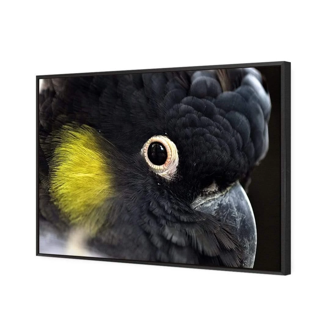 Yellow Tailed Black Cockatoo Yellow Tailed Black Cockatoo -WALL ART DESGIN SALE yellow tailed black cockatoo canvas stretched canvas 45x30cm 306345
