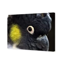 Yellow Tailed Black Cockatoo 4 Yellow Tailed Black Cockatoo -WALL ART DESGIN SALE yellow tailed black cockatoo canvas stretched canvas 45x30cm 315774