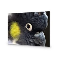 Yellow Tailed Black Cockatoo 15 Yellow Tailed Black Cockatoo -WALL ART DESGIN SALE yellow tailed black cockatoo canvas stretched canvas 45x30cm 406301