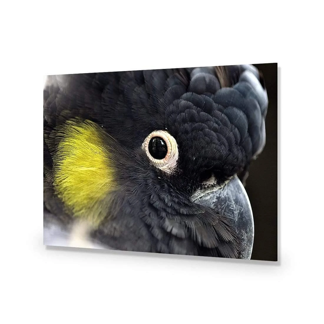 Yellow Tailed Black Cockatoo Yellow Tailed Black Cockatoo -WALL ART DESGIN SALE yellow tailed black cockatoo canvas stretched canvas 45x30cm 406301
