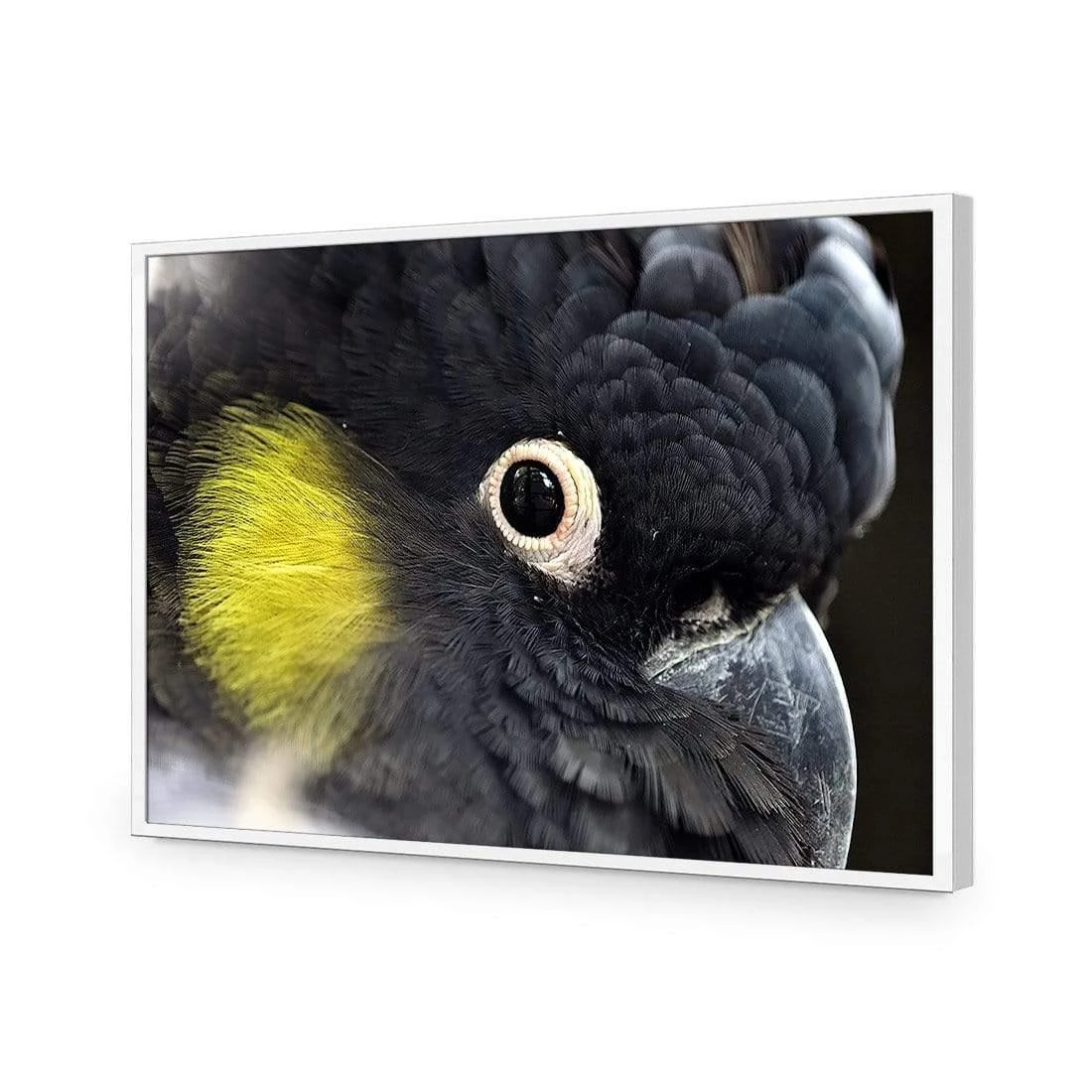 Yellow Tailed Black Cockatoo Yellow Tailed Black Cockatoo -WALL ART DESGIN SALE yellow tailed black cockatoo canvas stretched canvas 45x30cm 406781