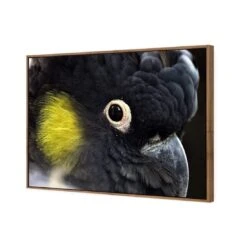 Yellow Tailed Black Cockatoo 8 Yellow Tailed Black Cockatoo -WALL ART DESGIN SALE yellow tailed black cockatoo canvas stretched canvas 45x30cm 588843