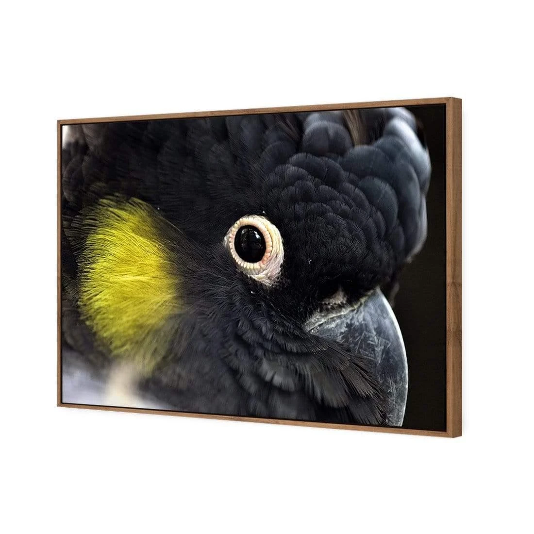 Yellow Tailed Black Cockatoo Yellow Tailed Black Cockatoo -WALL ART DESGIN SALE yellow tailed black cockatoo canvas stretched canvas 45x30cm 588843