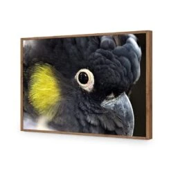 Yellow Tailed Black Cockatoo 19 Yellow Tailed Black Cockatoo -WALL ART DESGIN SALE yellow tailed black cockatoo canvas stretched canvas 45x30cm 691688