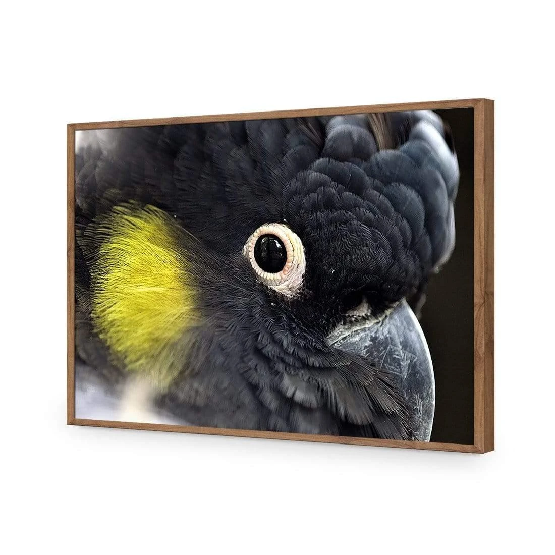 Yellow Tailed Black Cockatoo Yellow Tailed Black Cockatoo -WALL ART DESGIN SALE yellow tailed black cockatoo canvas stretched canvas 45x30cm 691688