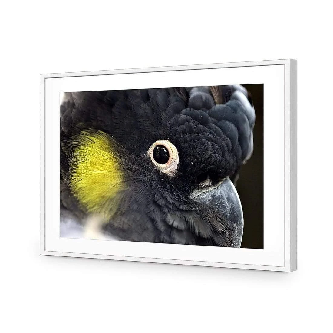 Yellow Tailed Black Cockatoo Yellow Tailed Black Cockatoo -WALL ART DESGIN SALE yellow tailed black cockatoo canvas stretched canvas 45x30cm 788500