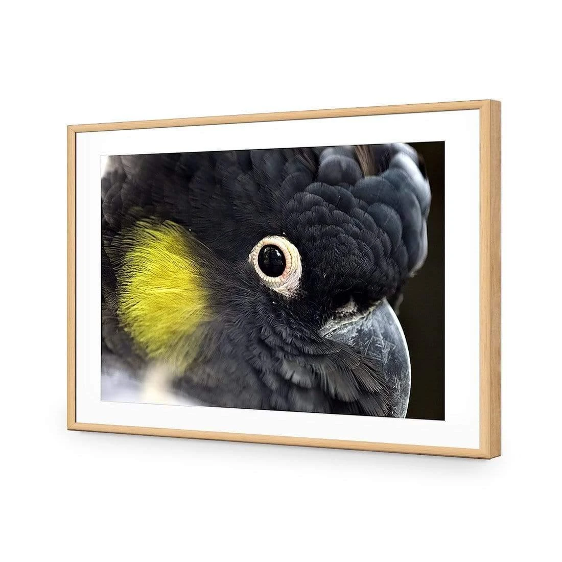 Yellow Tailed Black Cockatoo Yellow Tailed Black Cockatoo -WALL ART DESGIN SALE yellow tailed black cockatoo canvas stretched canvas 45x30cm 790048