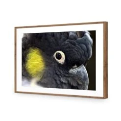 Yellow Tailed Black Cockatoo 14 Yellow Tailed Black Cockatoo -WALL ART DESGIN SALE yellow tailed black cockatoo canvas stretched canvas 45x30cm 864620