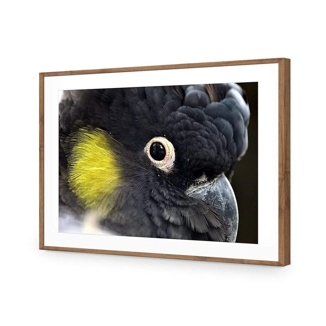 Yellow Tailed Black Cockatoo Yellow Tailed Black Cockatoo -WALL ART DESGIN SALE yellow tailed black cockatoo canvas stretched canvas 45x30cm 864620