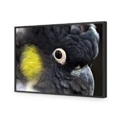 Yellow Tailed Black Cockatoo 16 Yellow Tailed Black Cockatoo -WALL ART DESGIN SALE yellow tailed black cockatoo canvas stretched canvas 45x30cm 904924
