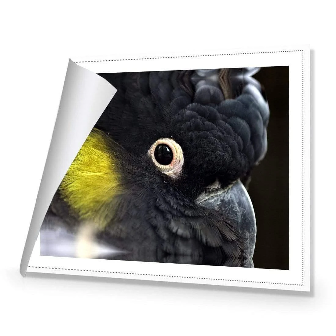 Yellow Tailed Black Cockatoo Yellow Tailed Black Cockatoo -WALL ART DESGIN SALE yellow tailed black cockatoo canvas stretched canvas 45x30cm 945246