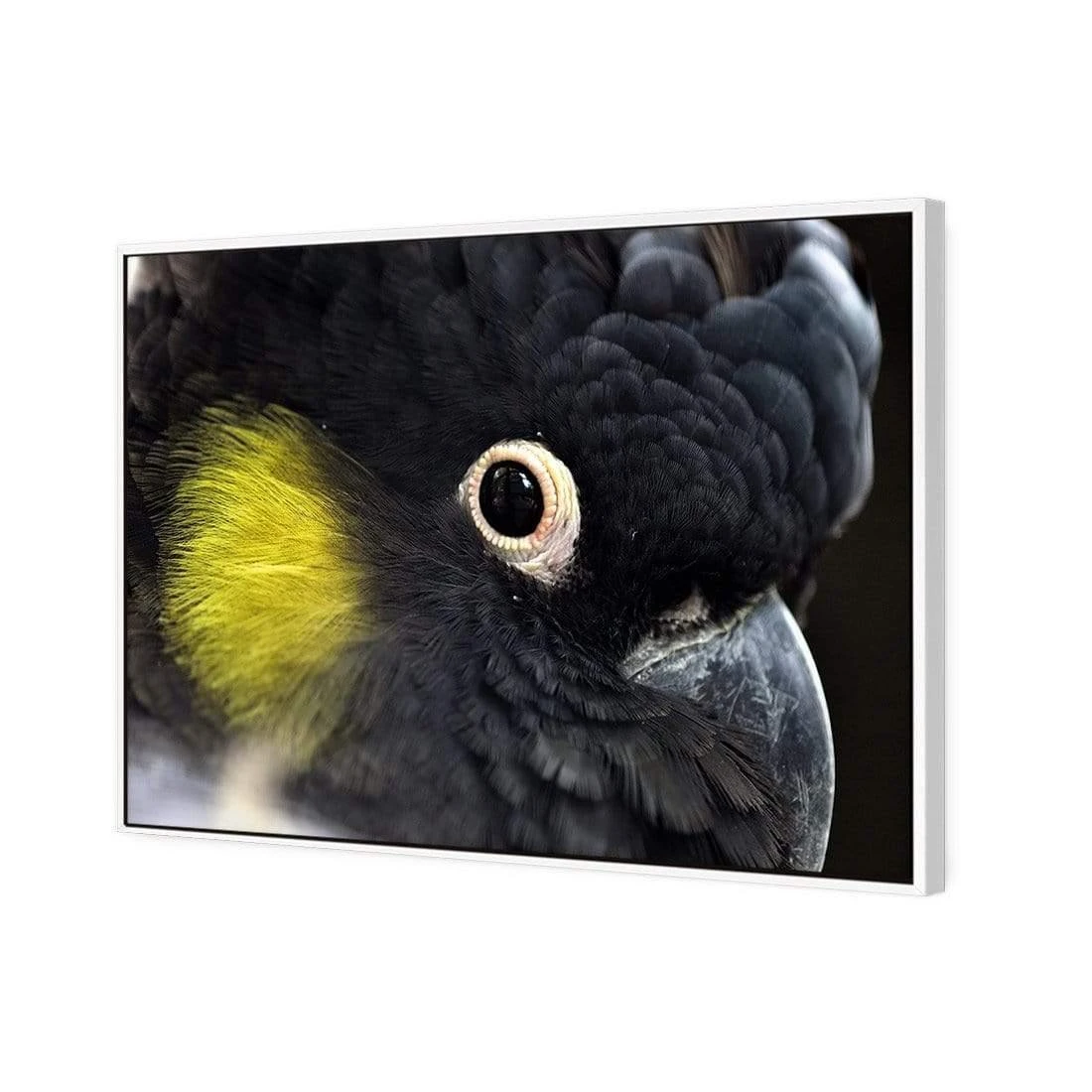 Yellow Tailed Black Cockatoo Yellow Tailed Black Cockatoo -WALL ART DESGIN SALE yellow tailed black cockatoo canvas stretched canvas 45x30cm 995966