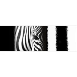Zebra Eye Arty, Black And White