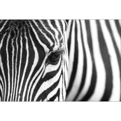 Zebra Eye