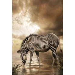 Zebra In Clouds