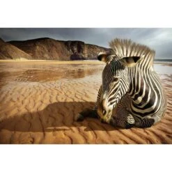 Zebra On Beach